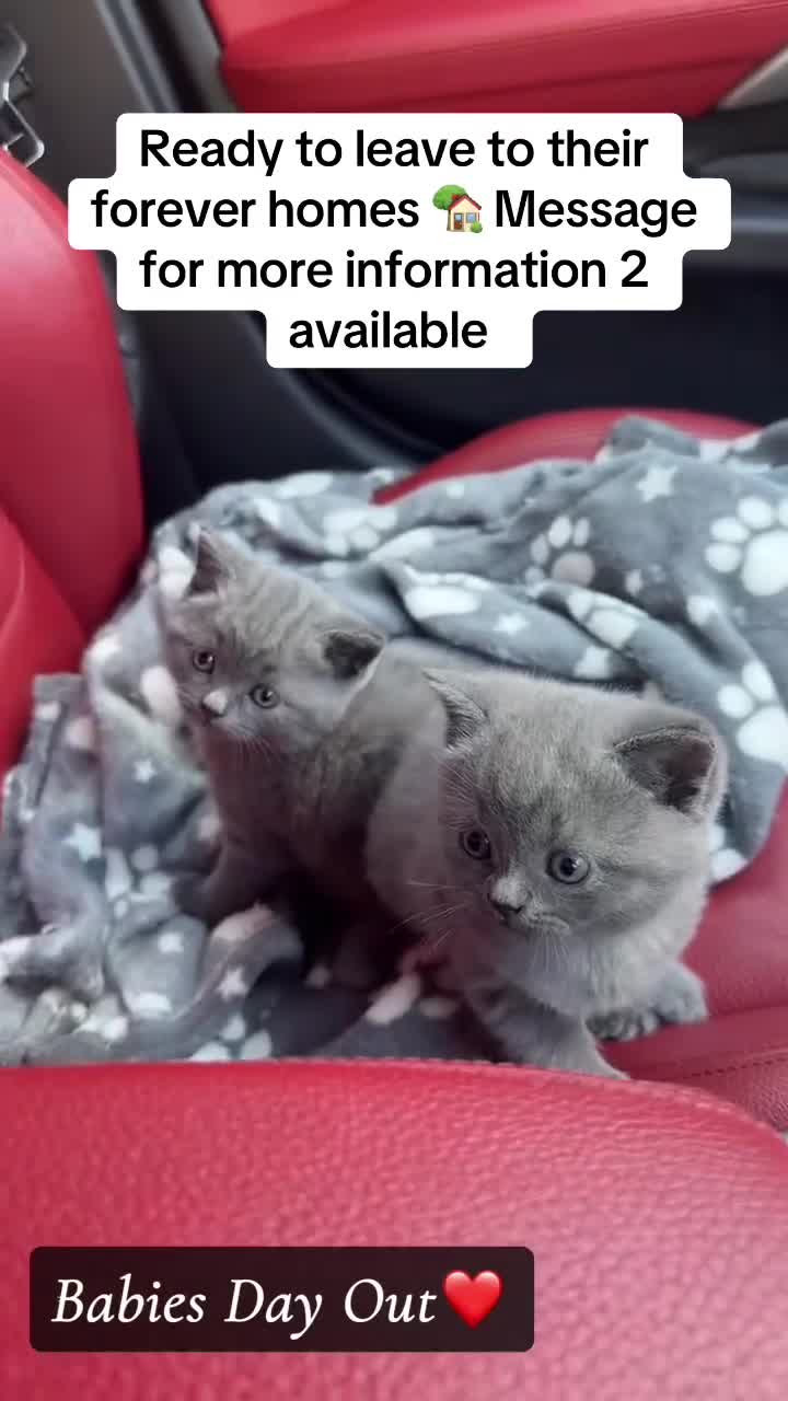 British Shorthair cats for sale: Pure British Shorthair Kittens - Video 1