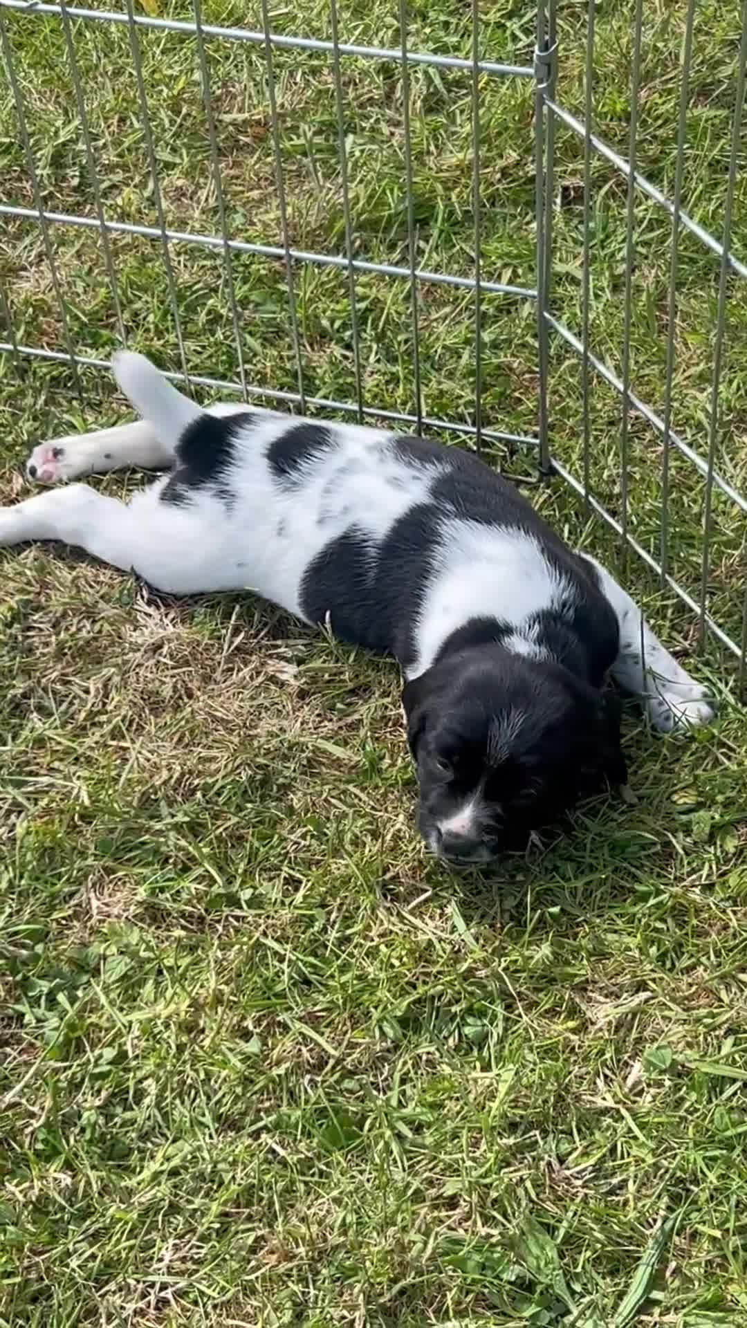 Springador dogs for sale: Springador Puppies - Video 1