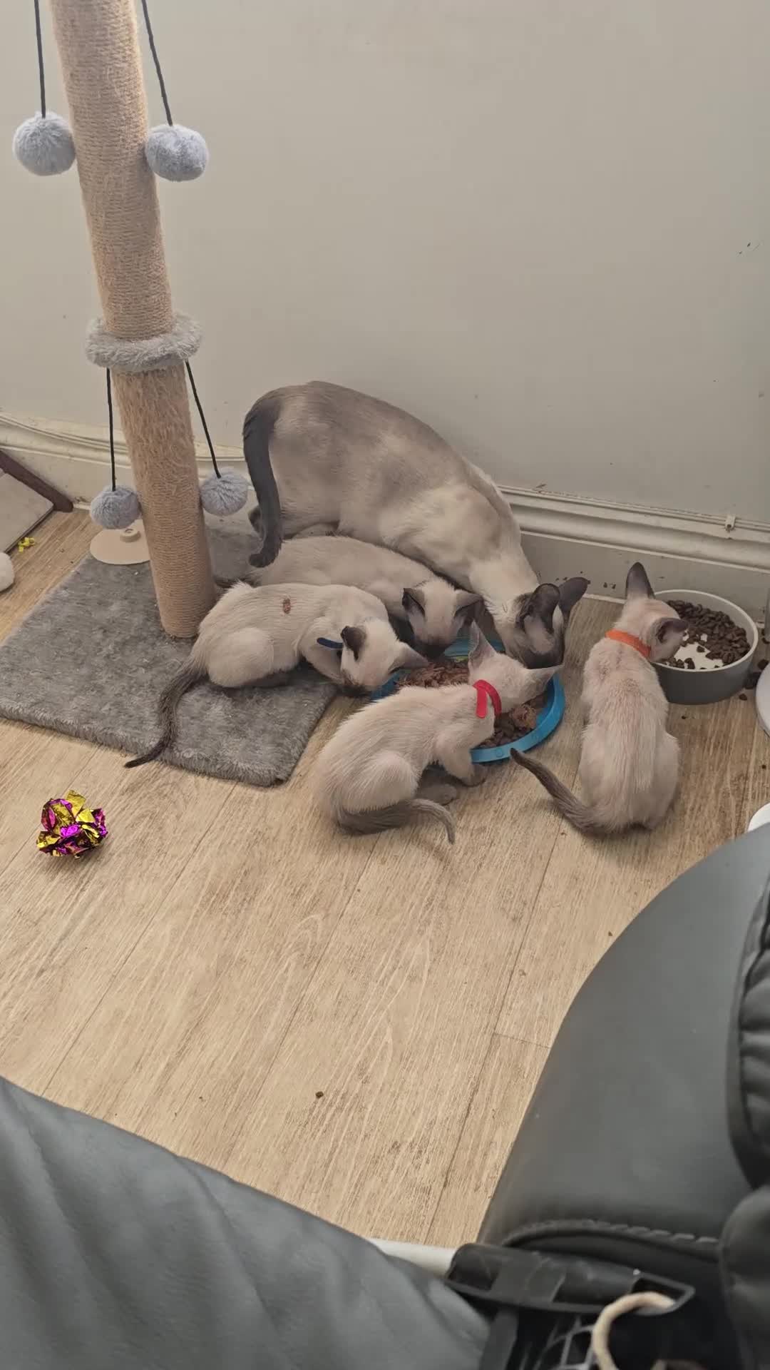 Siamese cats for sale: Four gorgeous girls - Video 1