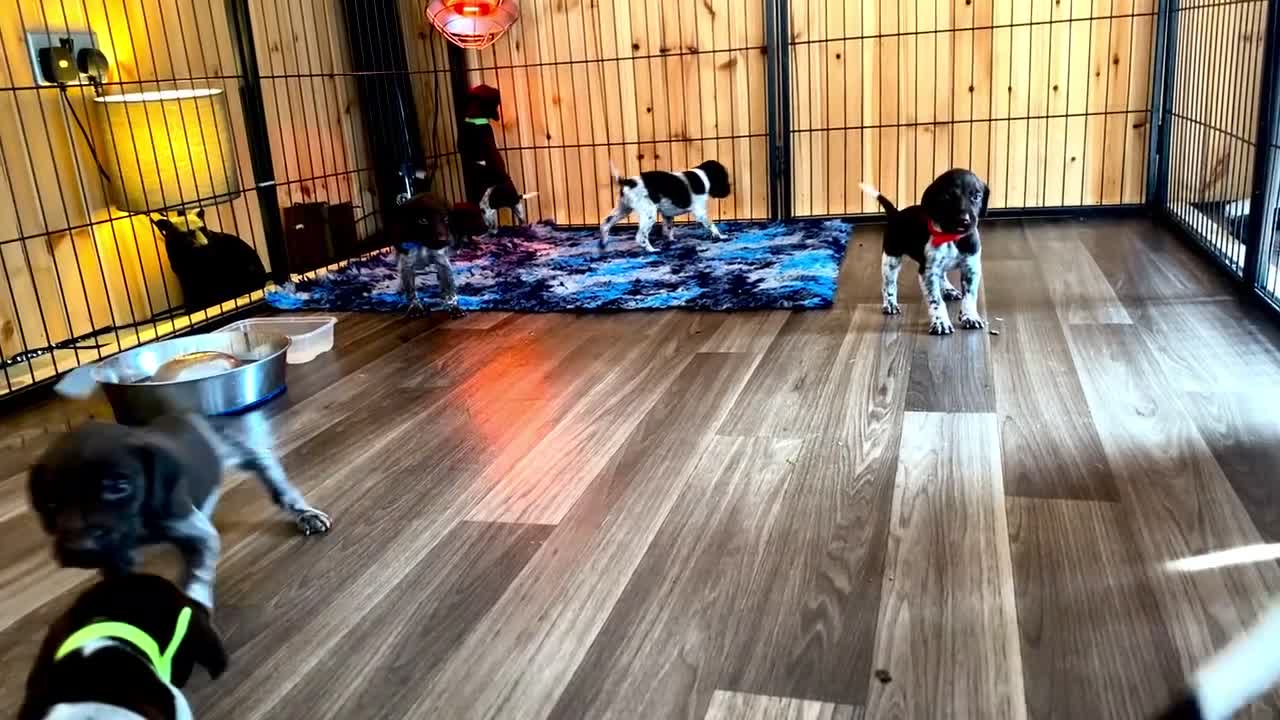 German Shorthaired Pointer dogs for sale: SENSEI-SAINTS German Shorthaired Pointers - Video 4