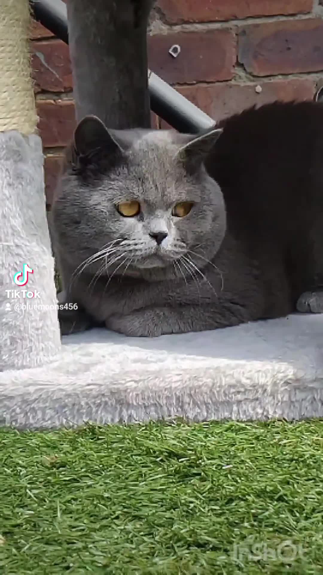 British Shorthair cats for sale: ***ALL RESERVED***BritishShorthair x Russian Blue  - Video 5