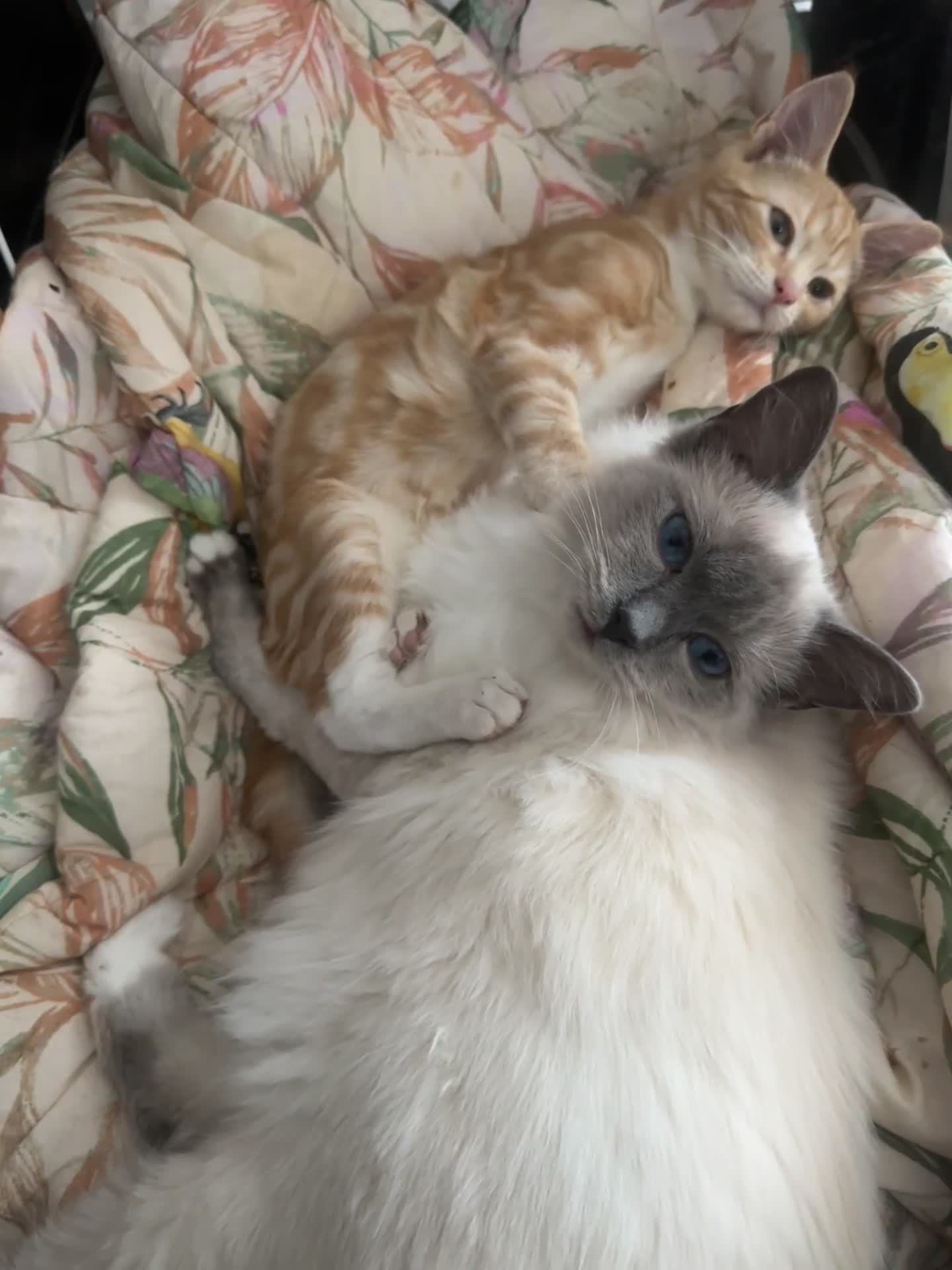 Ragdoll cats for sale: male kitten ragdoll cross bengal x  - Video 1