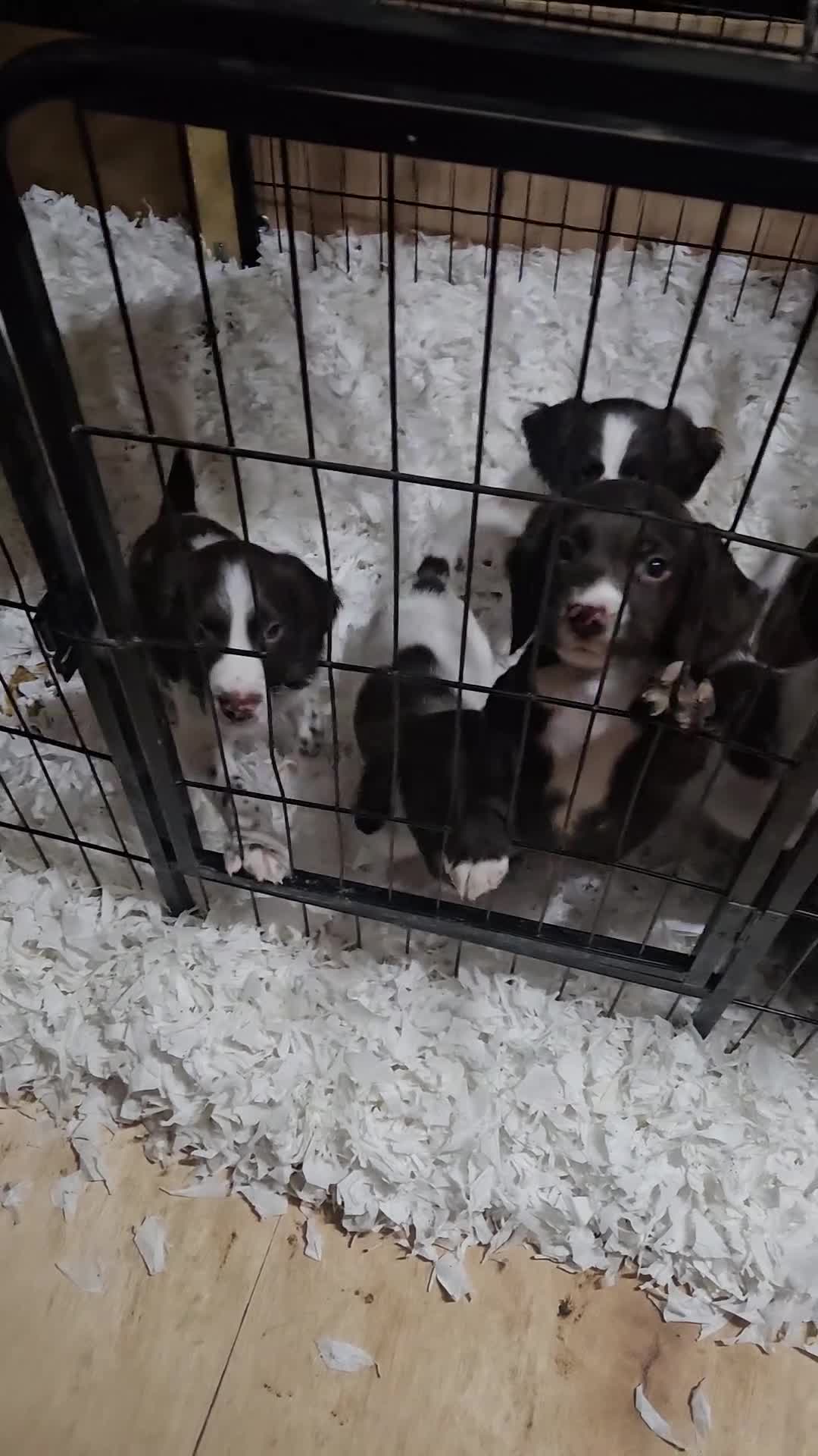 Sprocker dogs for sale: 7 stunning sprocker pups - Video 1