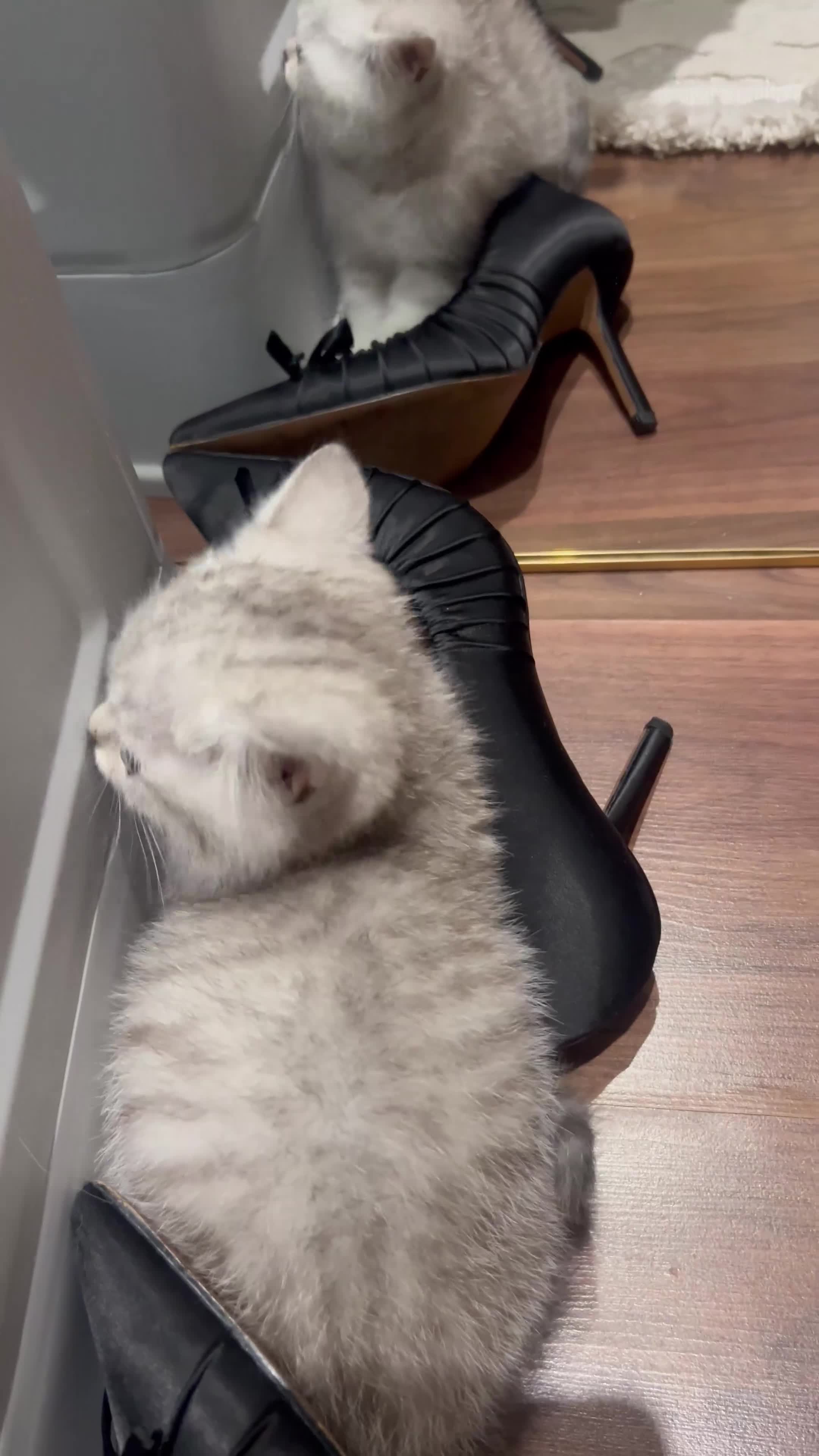 Mixed Breed cats for sale: Half BRITISH SH half Scottish fold mixedbreed girl in London - Video 2