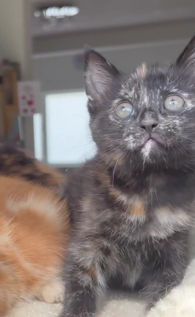 Mixed Breed cats for sale: 1/4 Maincoon dog friendly tortoiseshell girl - Video 1