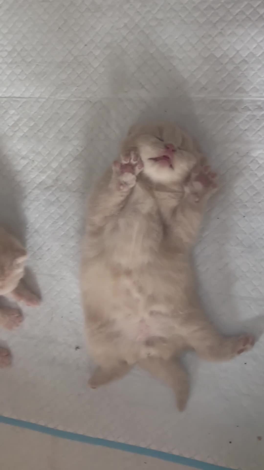 British Shorthair cats for sale: 🏆 BLOODLINE.. BEAUTIFUL CREAM BSH KITTENS - Video 1