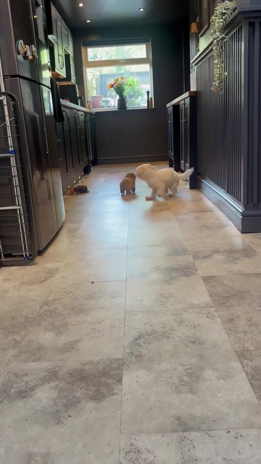 Maltipoo dogs for sale: F1 Maltipoo Korean Lineage  - Video 2