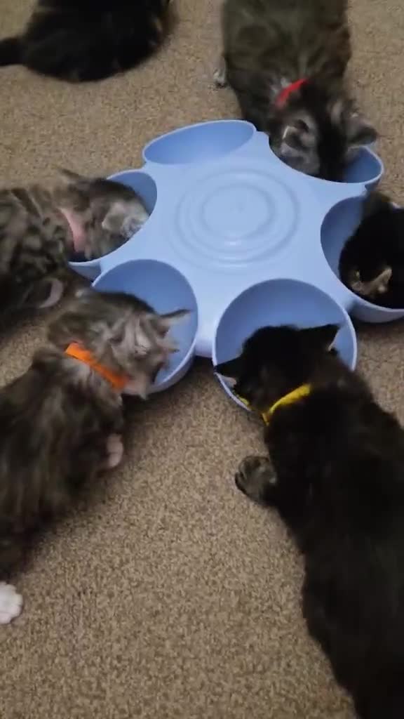Maine Coon cats for sale: 4 Maine Coon kittens  - Video 1