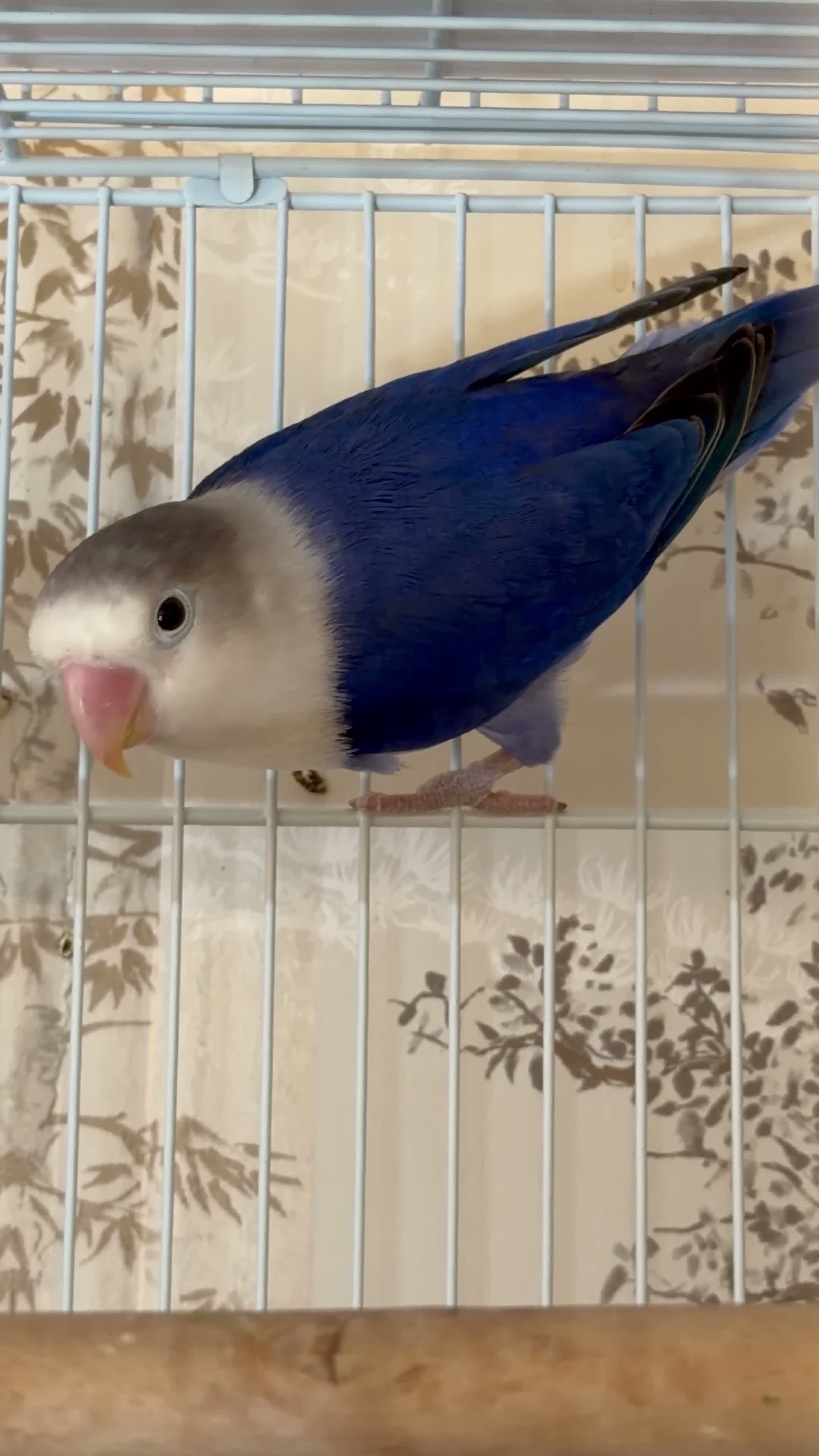 Lovebirds birds for sale: Lovebirds pairs, males and more for rehoming  in Sevenoaks - Video 2