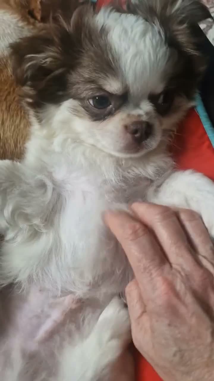 Chihuahua dogs for sale: READY NOW KC reg CHIHUAHUA Long coat chocolate boy - Video 1