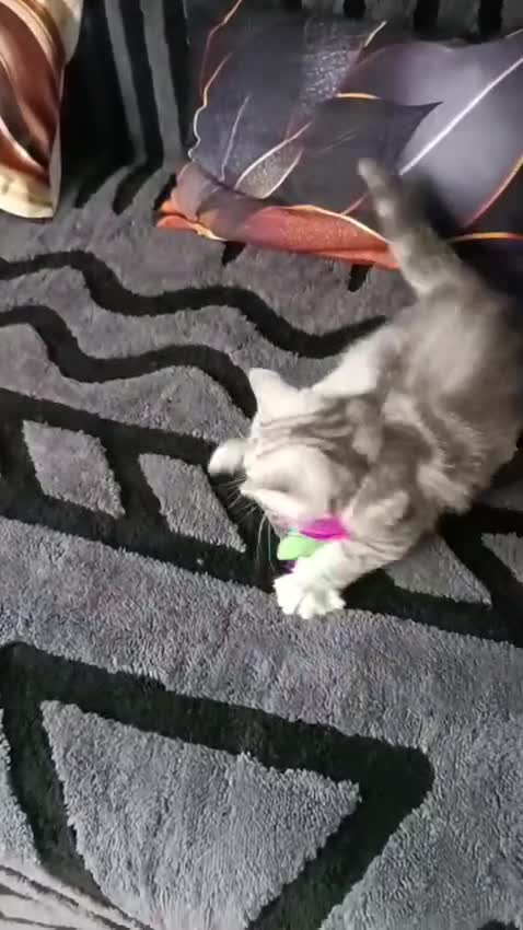 Scottish Fold cats for sale: Scottish fold kittens  - Video 3