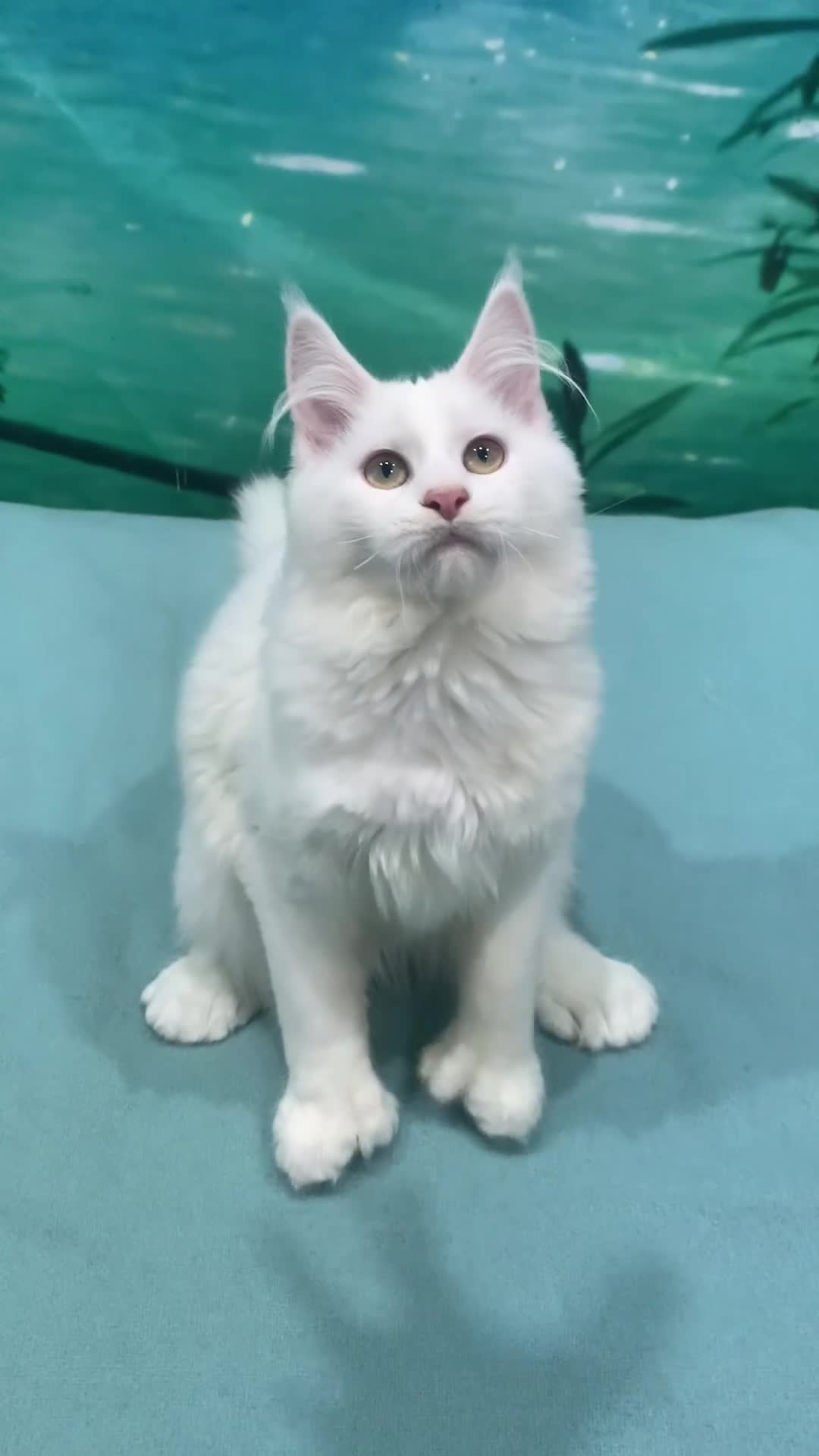 Maine Coon cats for sale: Purebred Maine Coon Kittens – Ready to Leave in Manchester - Video 3