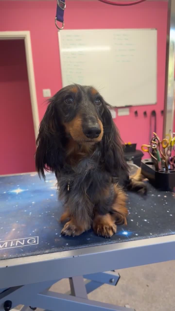 Miniature Dachshund dogs for stud: Silver dapple miniature longhaired dachshund stud in Stowmarket - Video 1