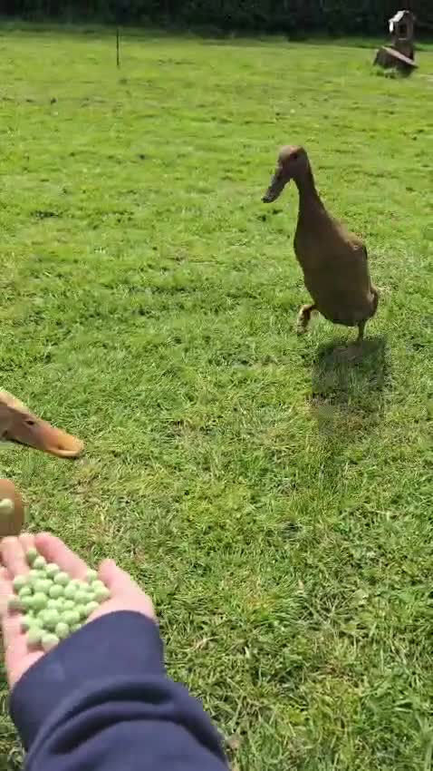 Ducks poultry for sale: 4 Friendly Runner Ducks (3 female 1 drake) - Video 1