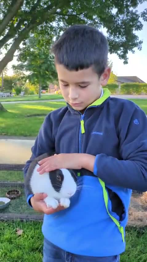 Dutch rabbits for sale: Black Dutch Buck Rabbit - Video 1