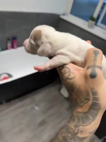 Dachshund dogs for sale: Darla and her babies  in Newport - Video 2