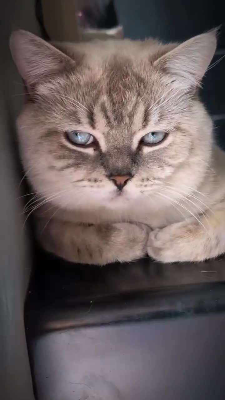 British Shorthair cats for stud: 🌊Proven STUD 🟦BSH Colourpoint King TICA/GCCF   - Video 1