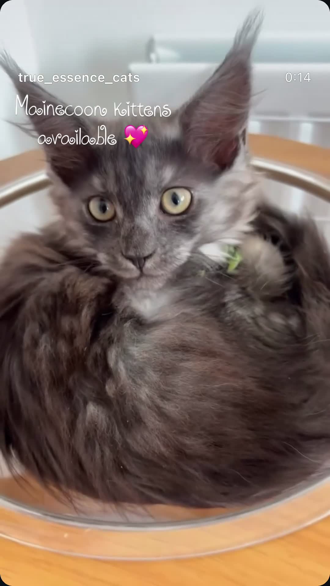 Maine Coon cats for sale: REDUCED TICA Black Smoke Maine Coon Girls - Video 2
