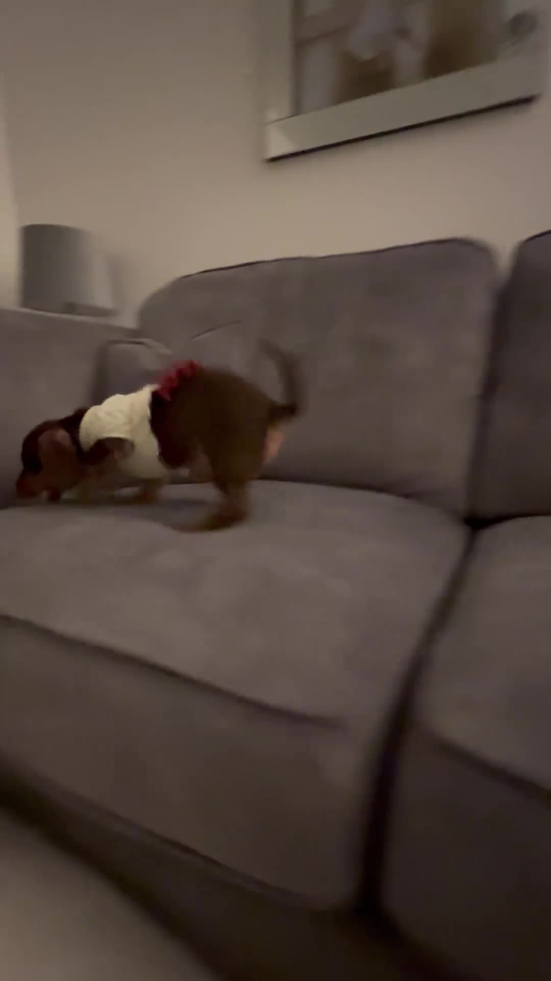 Dachshund dogs for sale: Adorable 12-Week-Old Brown & Tan Dachshund - Video 1