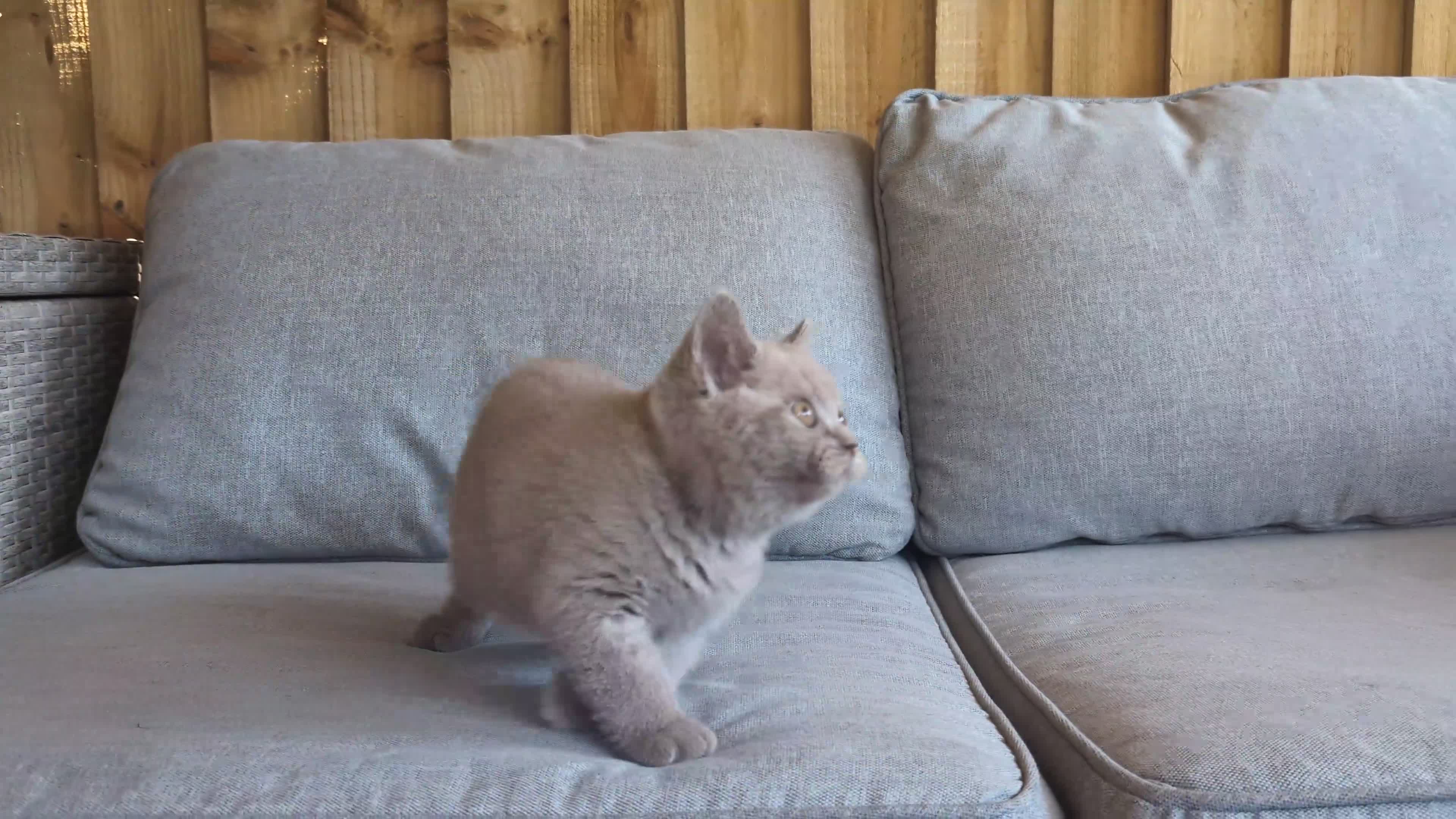 British Shorthair cats for sale: Summer price - Video 1