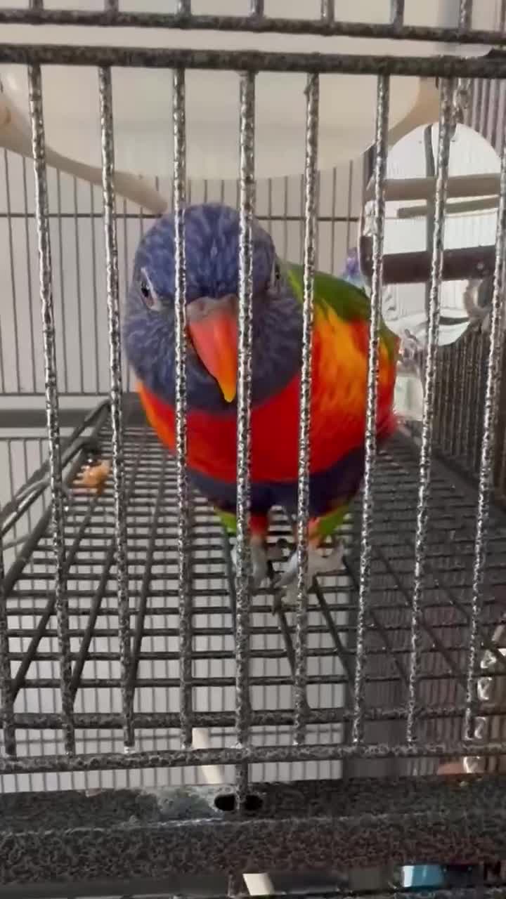 Lorikeets birds for sale: Exotic amazon rainbow lorikeet  in Sheffield - Video 1