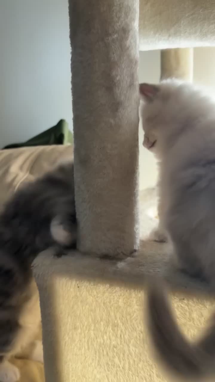 Ragdoll cats for sale: Boy 3/4 ragdoll kitten - Video 1