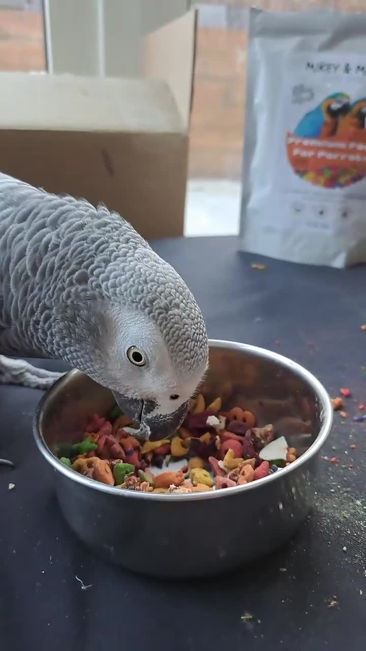 Parrots birds for sale: Tame African grey parrots in Cleckheaton - Video 2