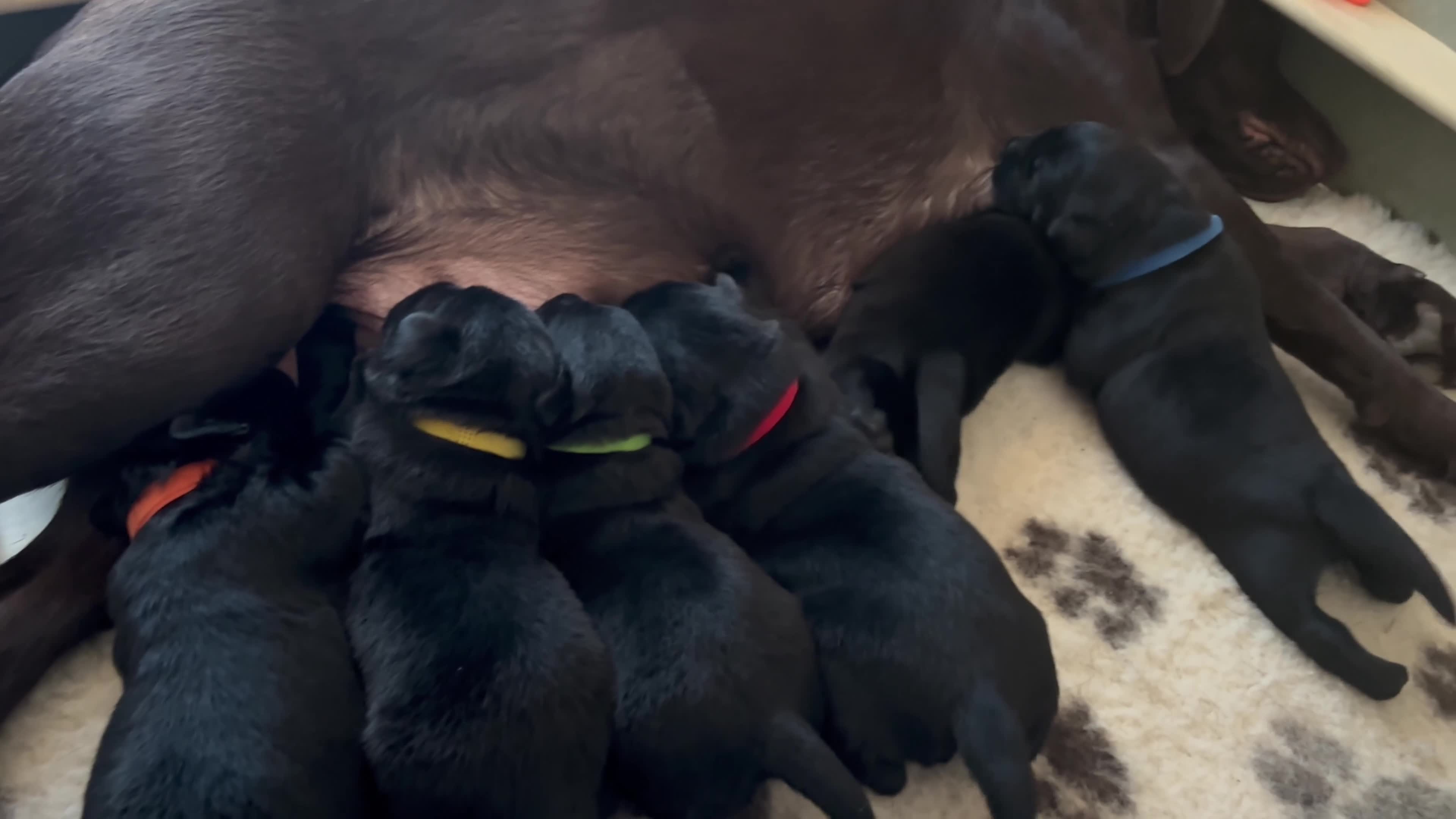 Labrador Retriever dogs for sale: KC Pedigree Labrador Puppies READ DESC. RE PRICING in Pontypool - Video 2