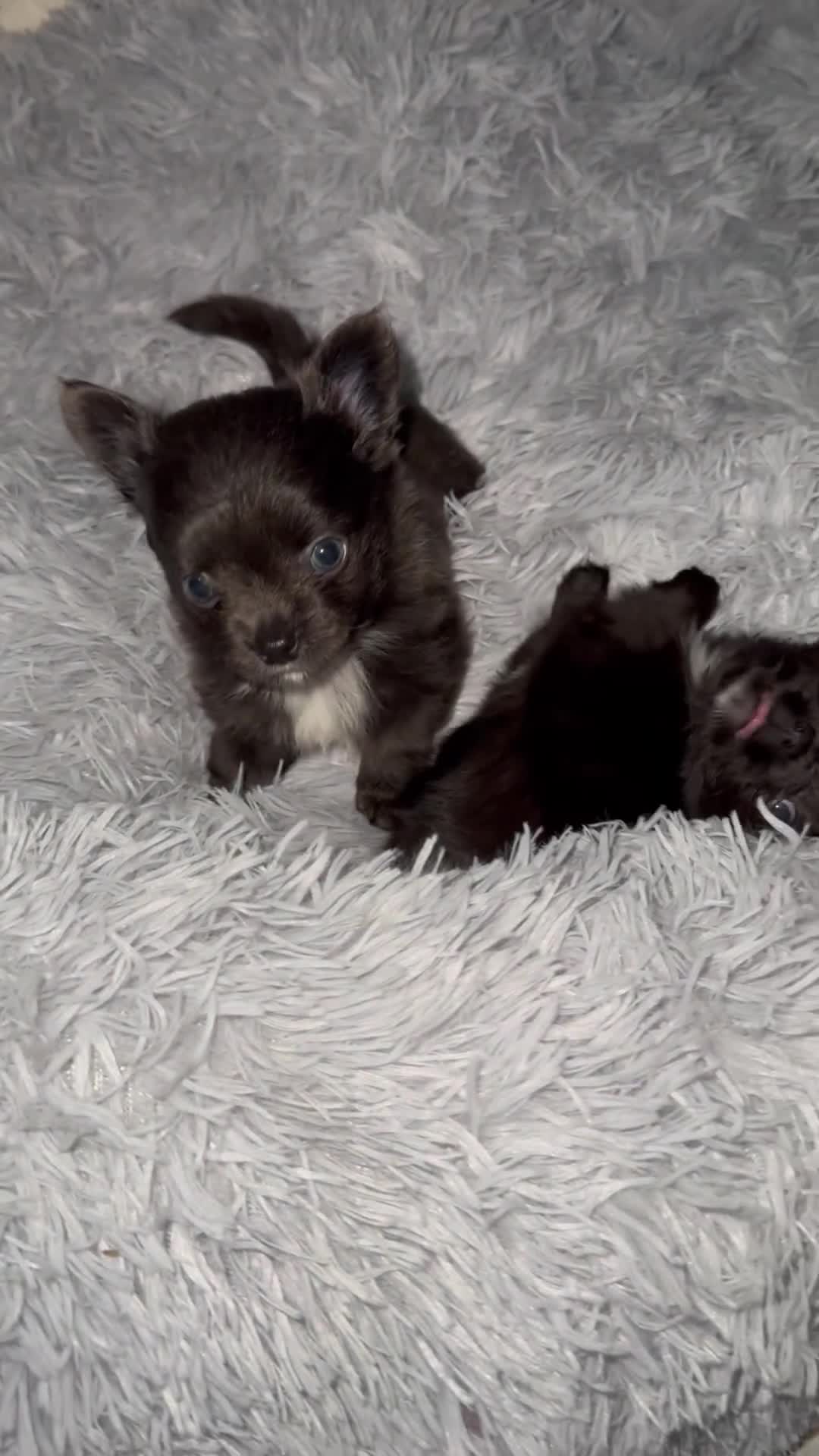 Chihuahua dogs for sale: Long coat Chihuahua puppies - Video 2