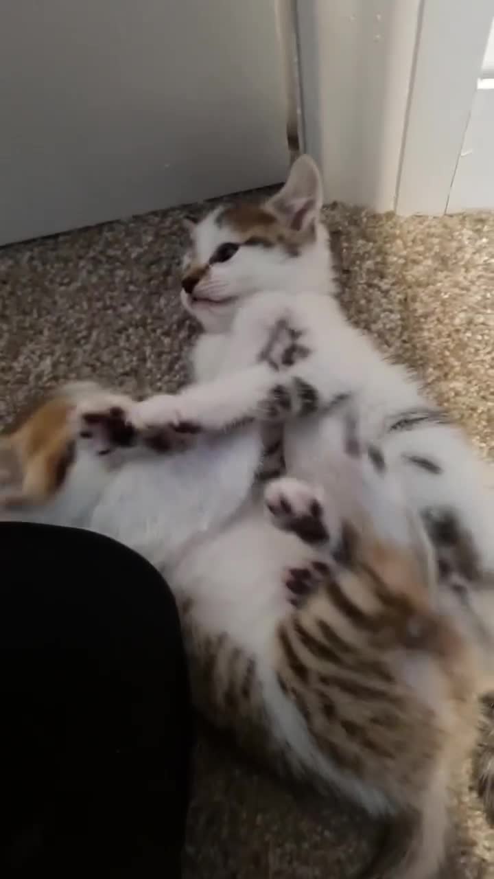 Mixed Breed cats for sale: 🐱✨3 Gorgeous Half Bengal Kittens!✨🐱 in Irvine - Video 2