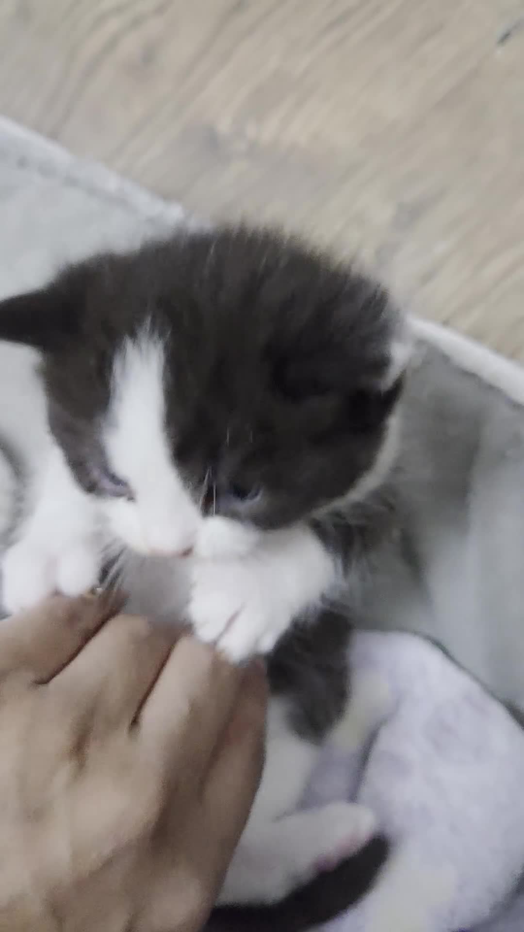 Mixed Breed cats for sale: RAGDOLL/ PERSIAN KITTENS  - Video 2