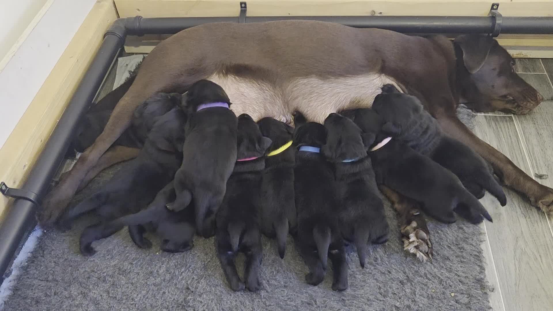 Labrador Retriever dogs for sale: 10 Healthy Black Labrador Retriever Puppies  - Video 2