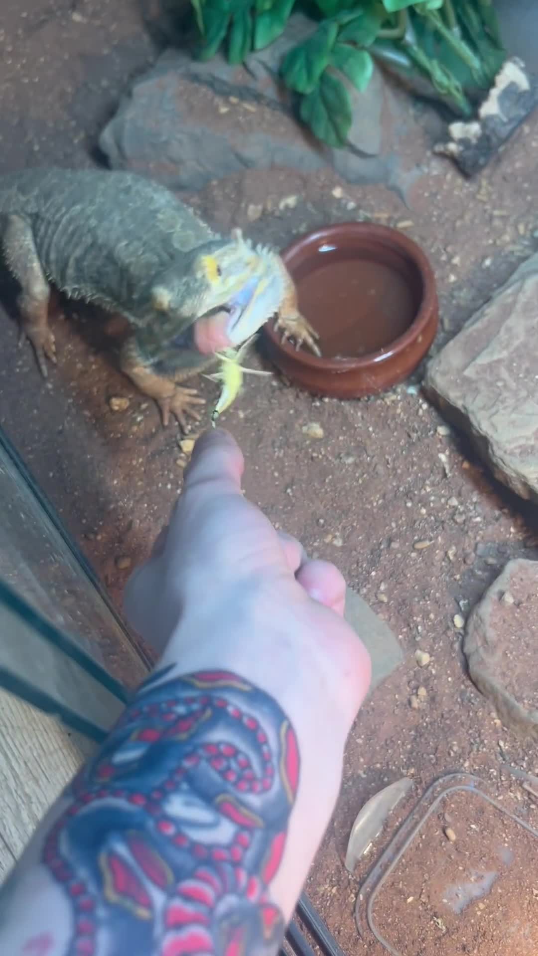 Bearded Dragon reptiles for sale: Bearded dragon  in Newcastle upon Tyne - Video 1