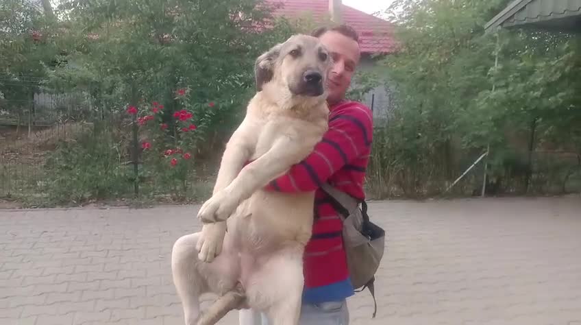 Mixed Breed dogs for adoption: 🐾 WINNIE - a Lovely young Girl, for a Loving Home - Video 4