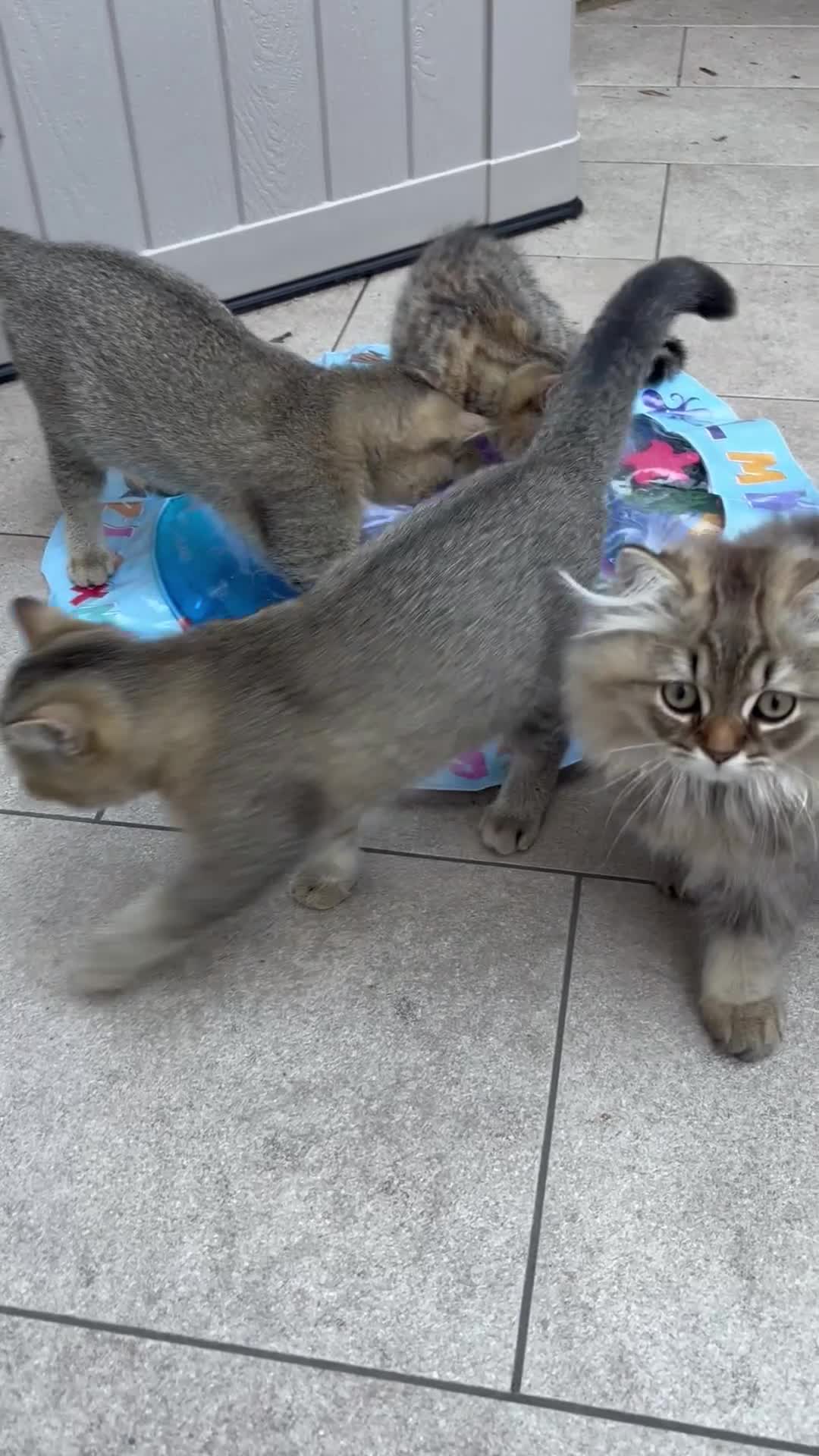 British Shorthair cats for sale: Pedigree British Shorthair  - Video 3