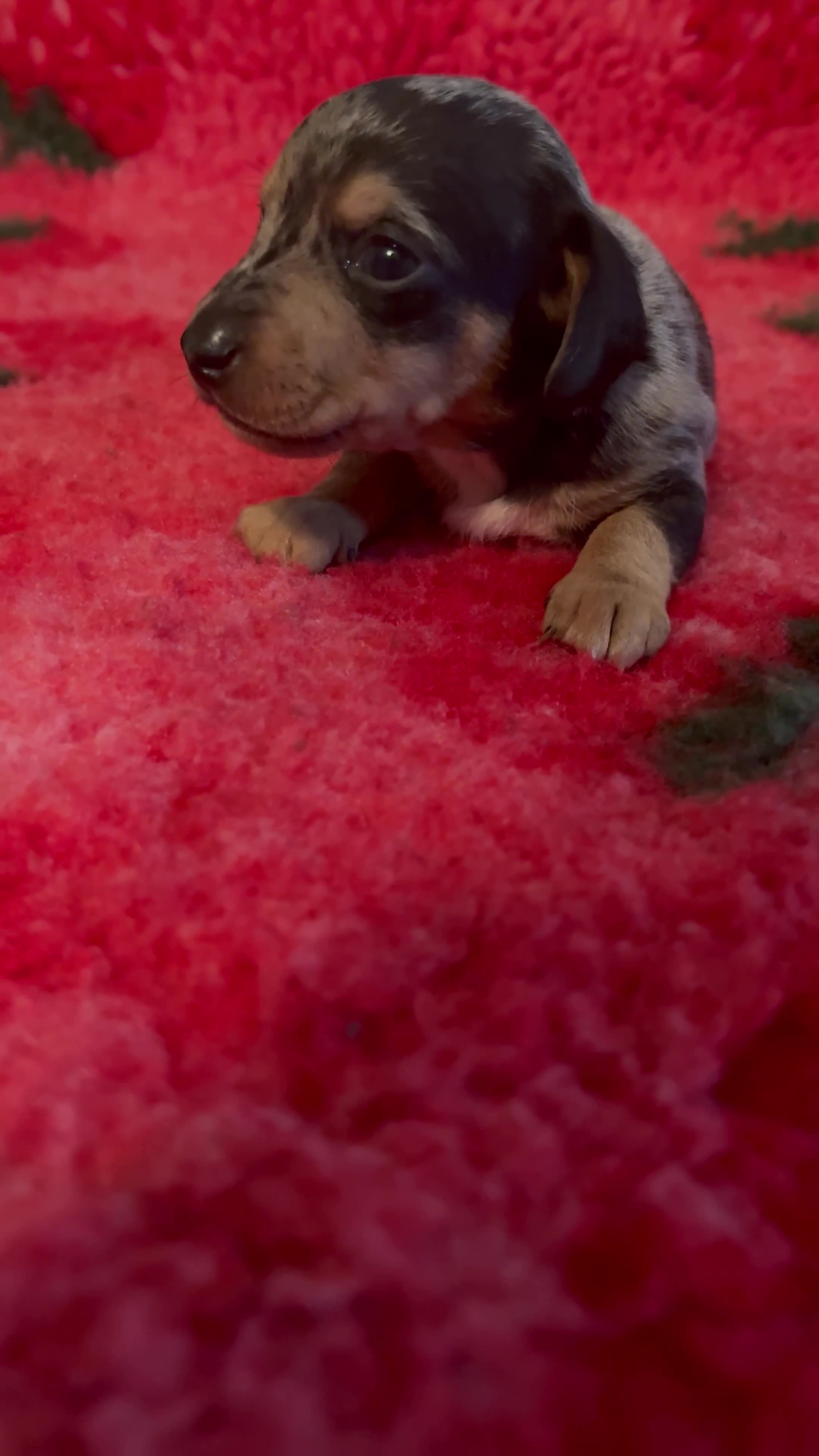 Dachshund dogs for sale: BEAUTIFUL LITTER OF DACHSHUND  - Video 2