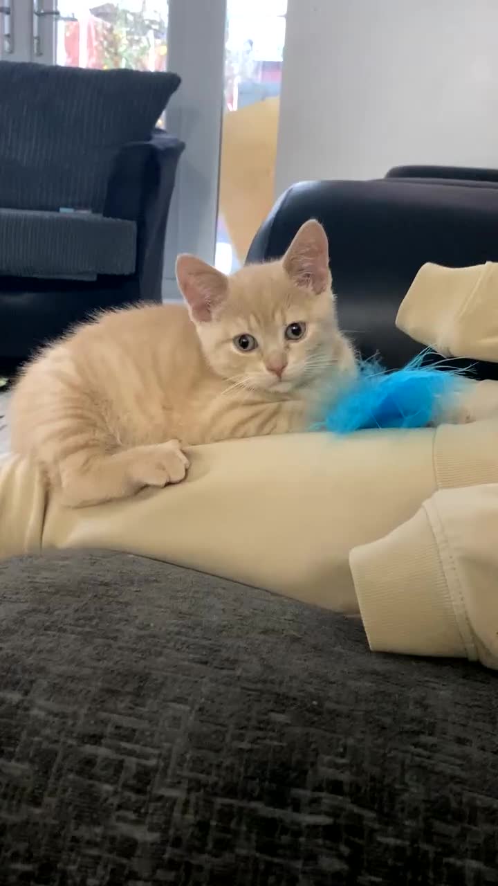 British Shorthair cats for sale: Male British Shorthair Kitten - Video 3