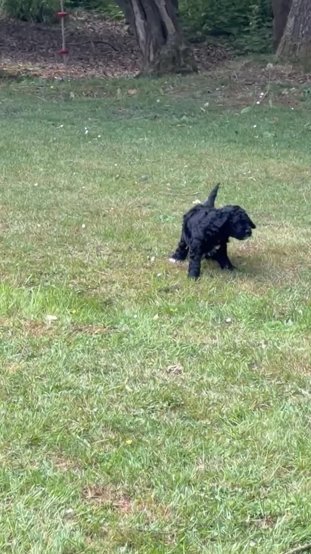 Mixed Breed dogs for sale: STUNNING AUSTRALIAN LABRADOODLE GIRL - Video 2