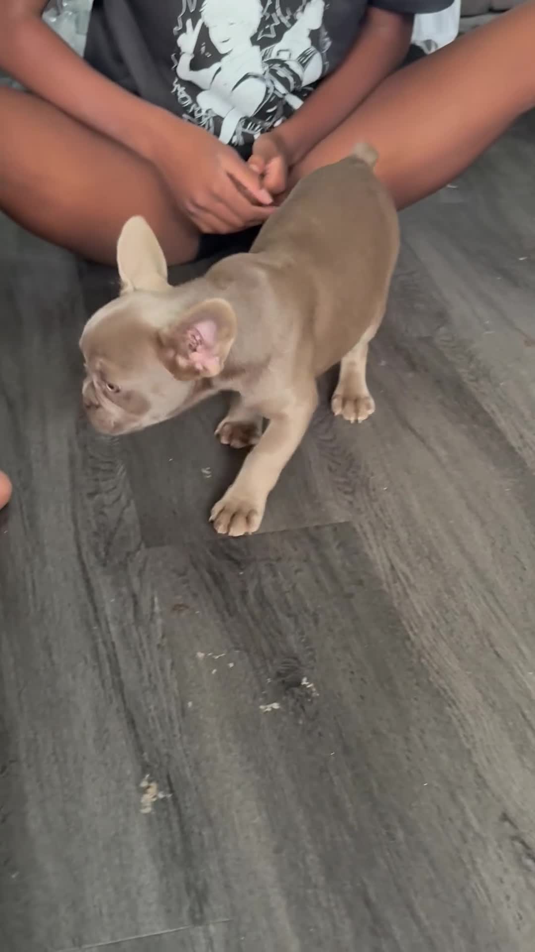 French Bulldog dogs for sale: REDUCED!! Last Fluffy frenchie Pink carriers - Video 5