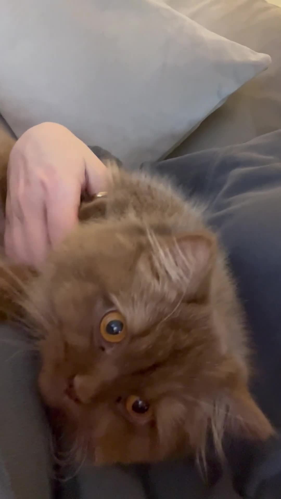 British Longhair cats for sale: Cinnamon British long hair female  - Video 1