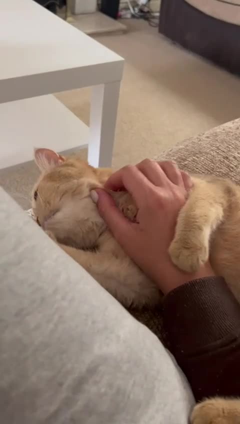 Scottish Fold cats for sale: Gorgeous Scottish Straight Girl - Video 1