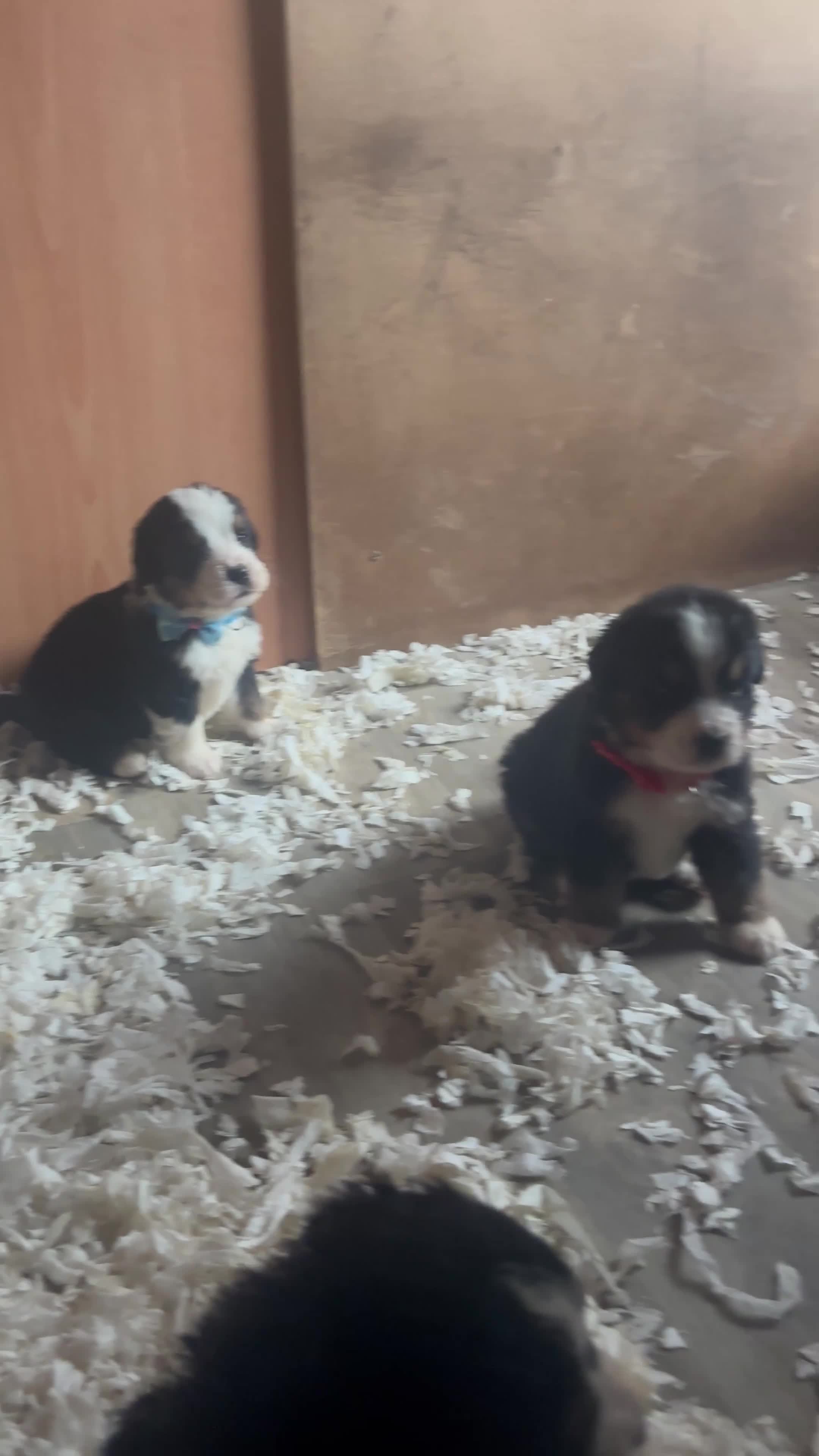 Bernese Mountain Dog dogs for sale:  2 Girls AVAILABLE Ready Now PRICE REDUCED  - Video 3