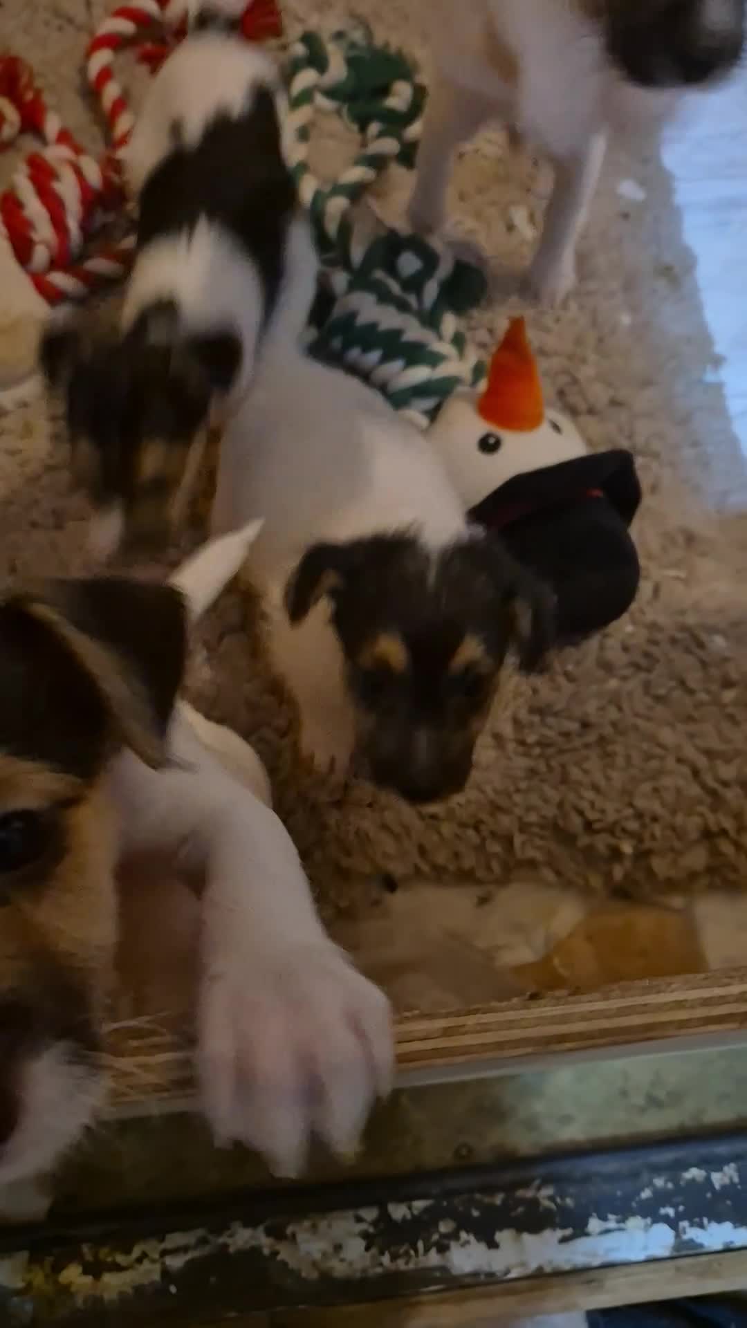 Jack Russell dogs for sale: Jack Russell boys ready now  **  - Video 1