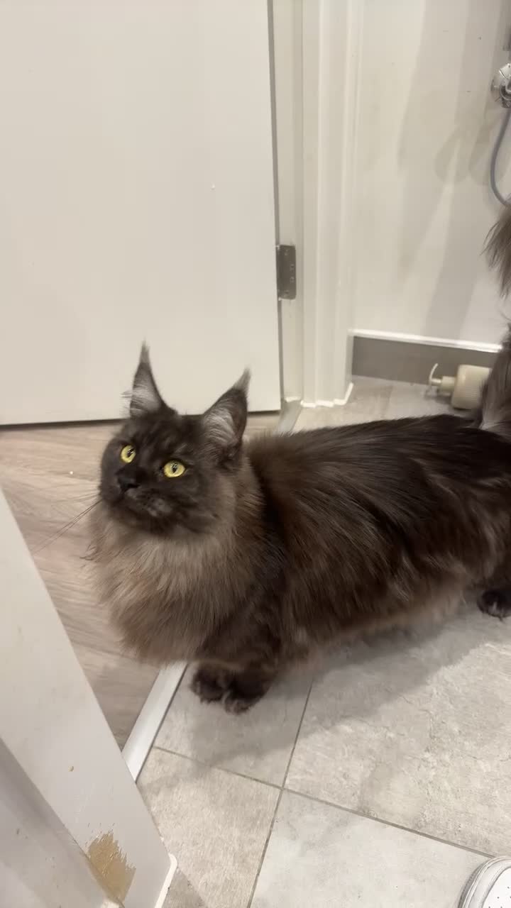 Maine Coon cats for sale: Maine coon female 2 years old  - Video 1