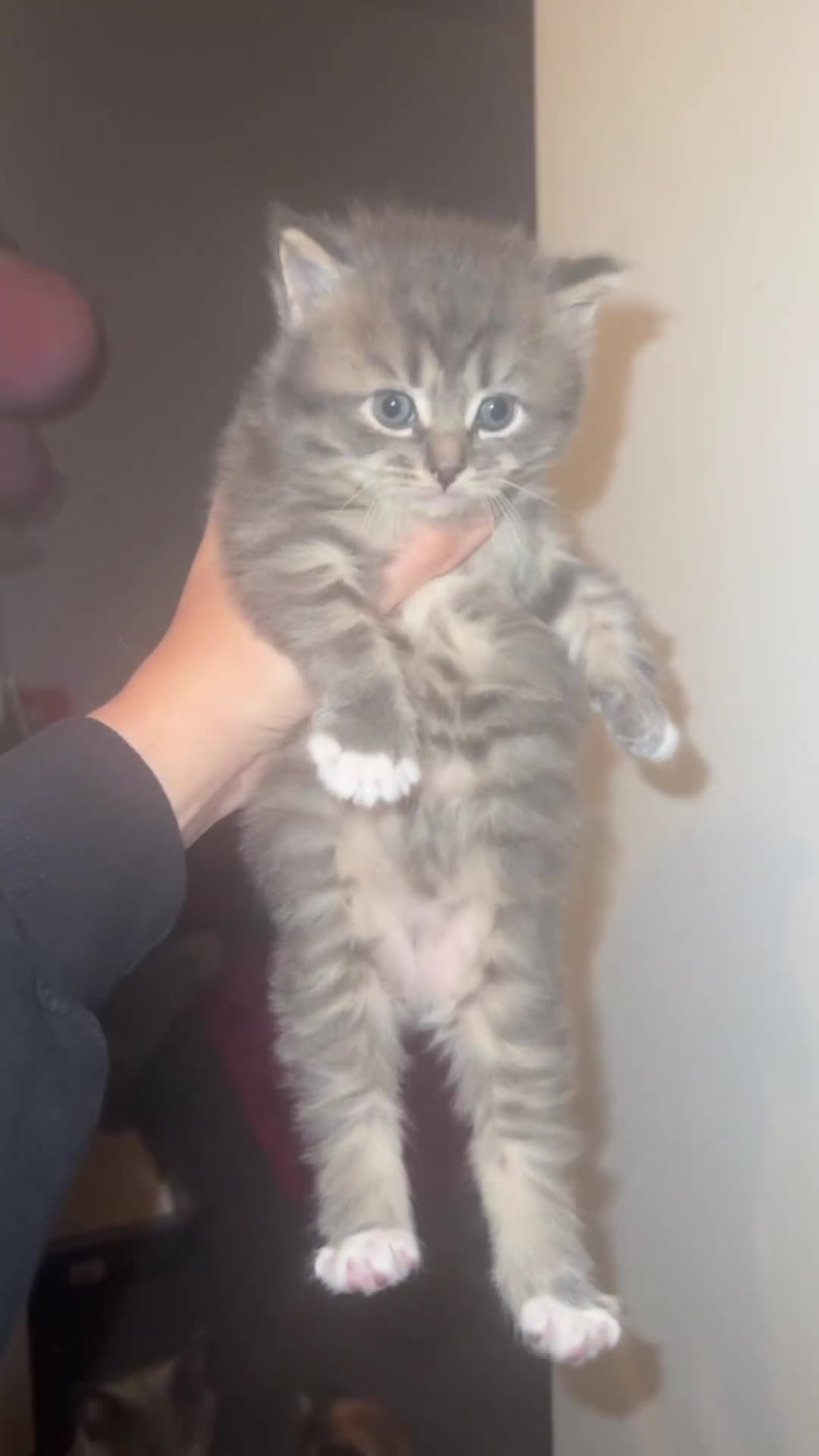 Mixed Breed cats for sale: Kittens  - Video 2