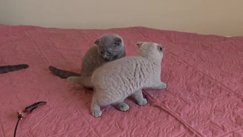Scottish Fold cats for sale: 3 lovely Scotish Fold kittens  - Video 1