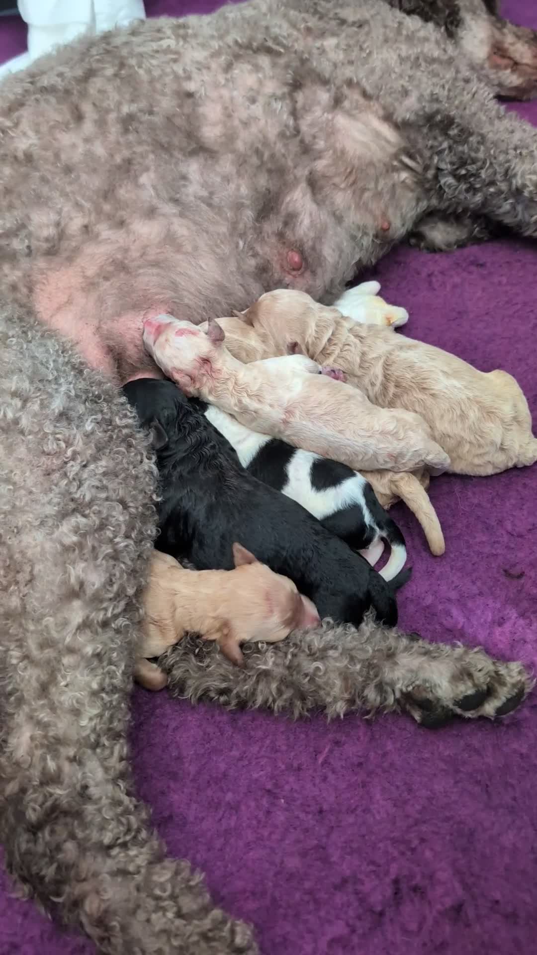 Goldendoodle dogs for sale: Goldendoodle Puppies  - Video 1