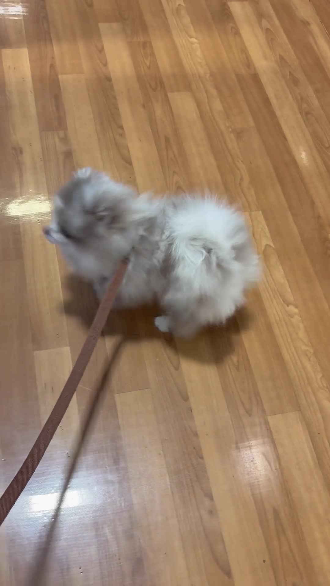 Pomeranian dogs for sale: Pomeranian merl boy teddy  in Manchester - Video 2