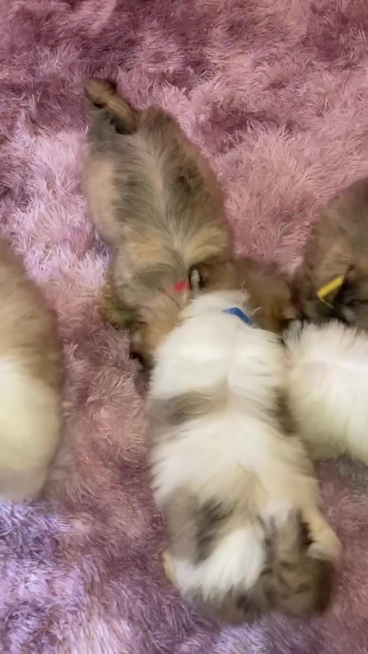 Lhasa Apso dogs for sale: Lhasa Apso Puppies 🐶  - Video 3