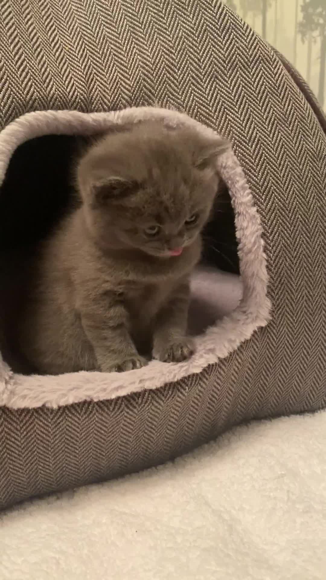British Shorthair cats for sale: Stunning Pedigree British Shorthair Kittens in Portsmouth - Video 5